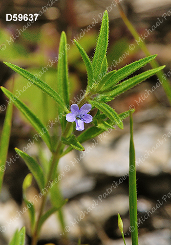 Trichostema brachiatum